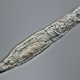 The revived rotifer.